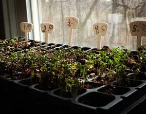 Sprouting: An Edible Experiment Image